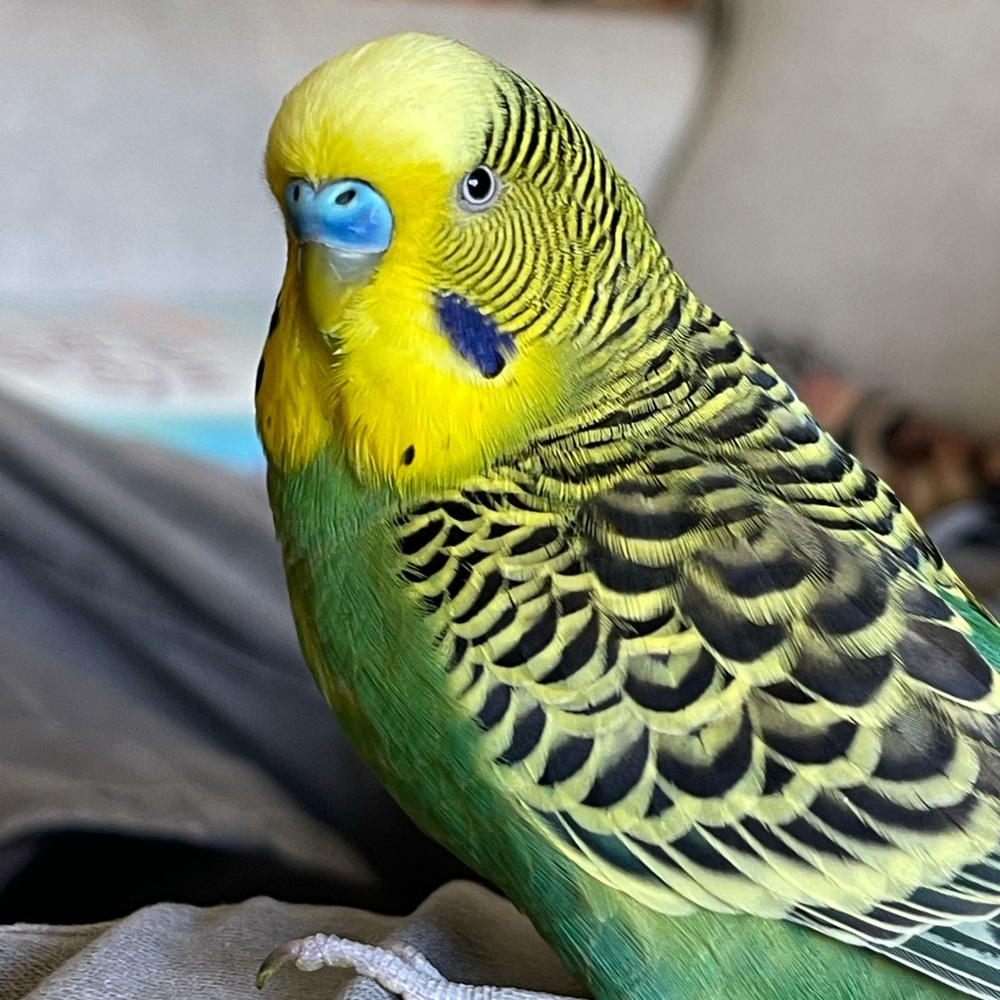 Meet your Posher, Coop